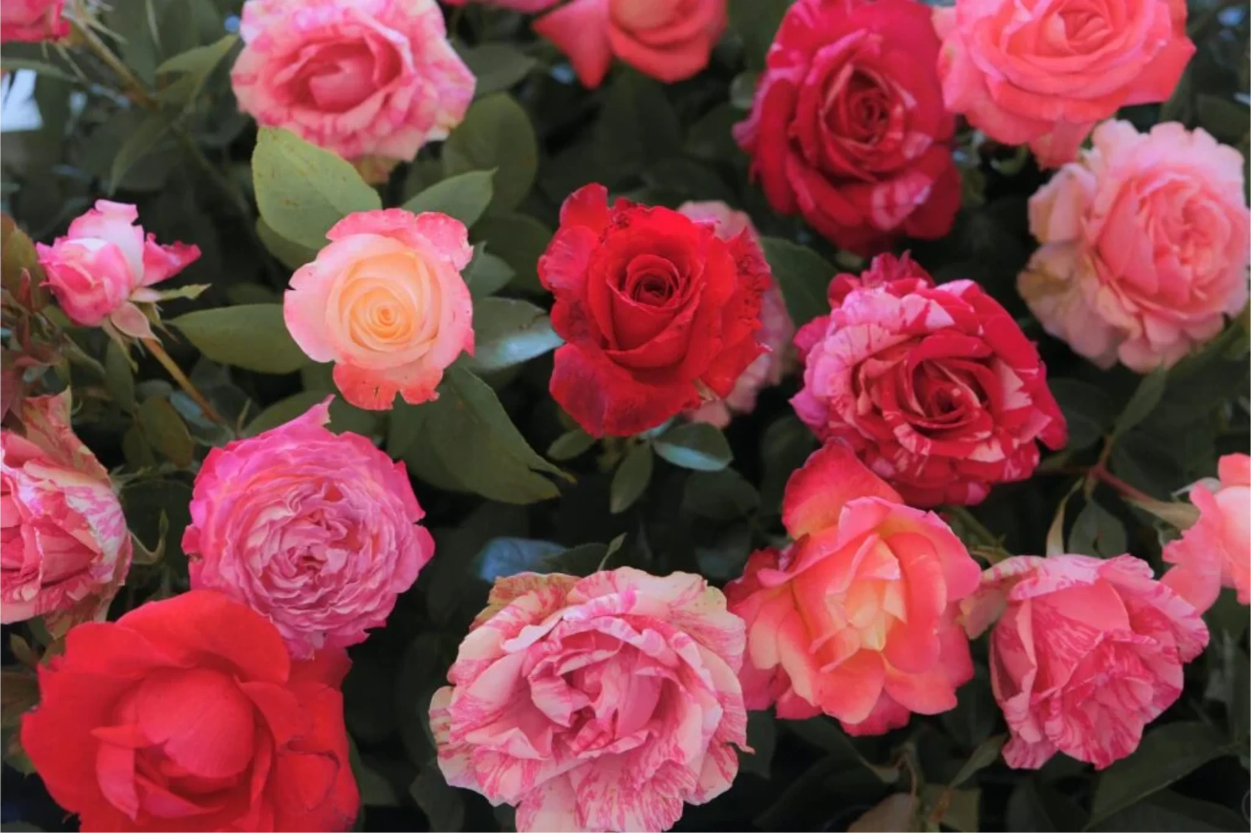 Fresh Grown Blooms Dooraestate